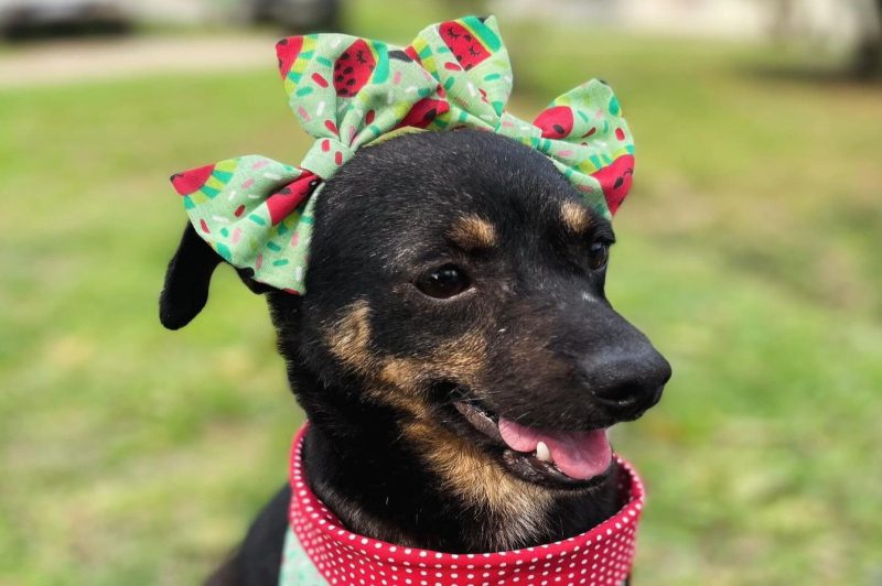 Mutirão de Castração: Itajaí oferece mil vagas gratuitas