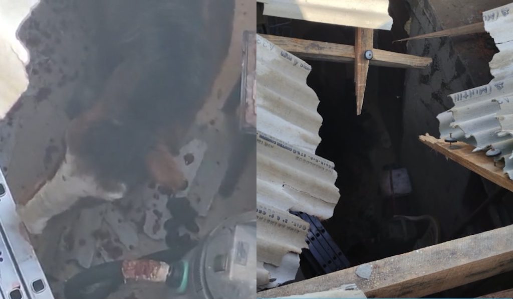 Cavalo cai pelo telhado e para dentro de casa pela segunda vez na RMC; vídeo