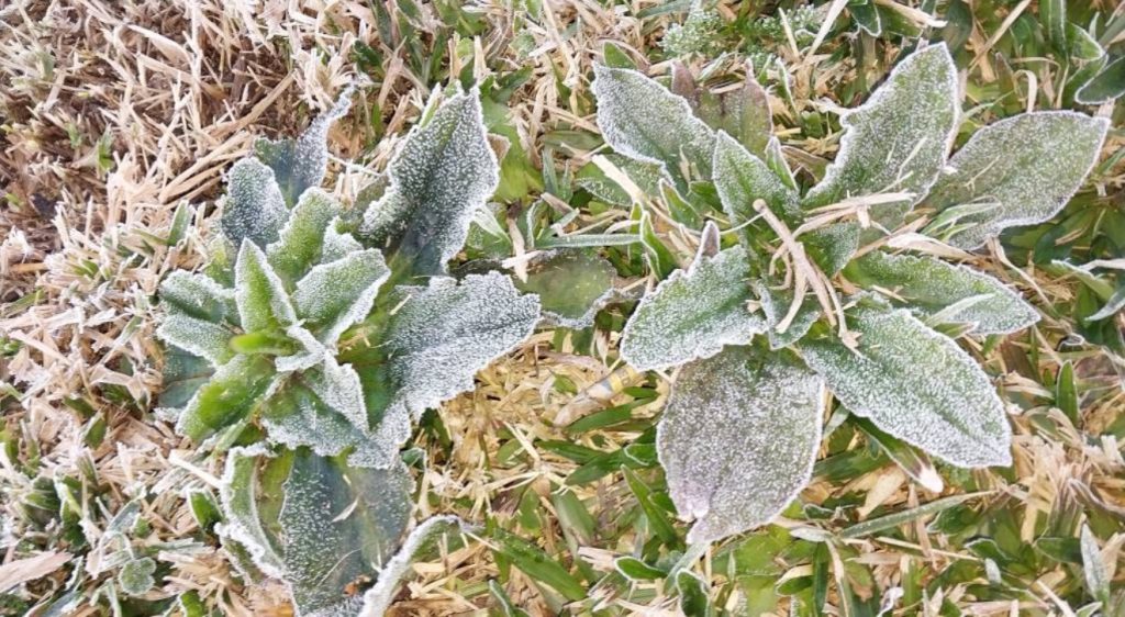Risco de geada forte persiste no Paraná com tempo firme e temperaturas baixas