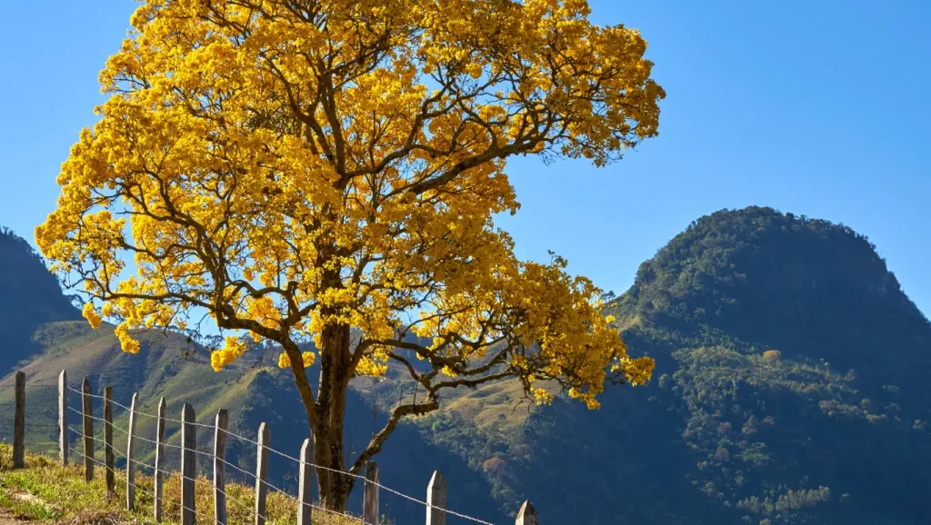 Previsão do tempo para sábado (30/11) em Umuarama