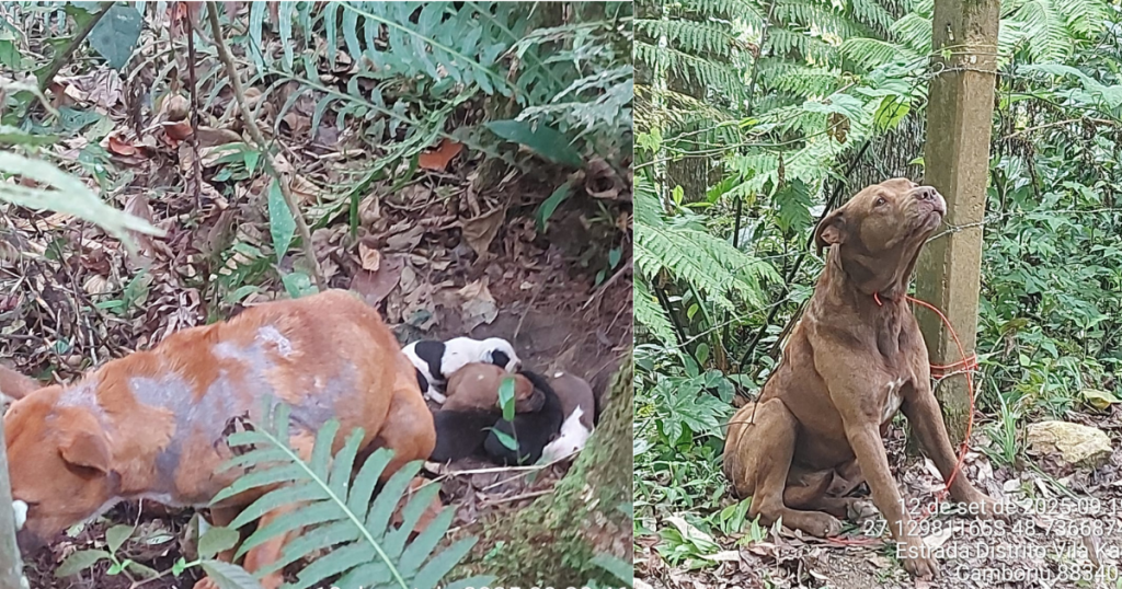 Animais resgatados de situação de abandono em Camboriú serão colocados para adoção