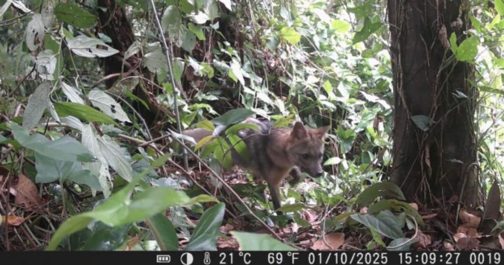 Monitoramento de animais em matas urbanas de Blumenau revela primeiros registros